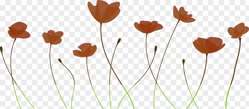 Poppy Flower PNG