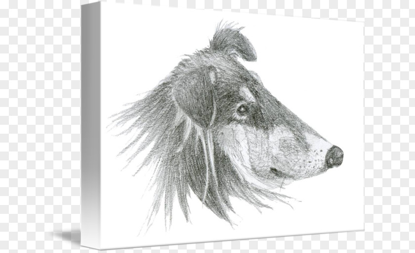 Dog Breed Snout White PNG