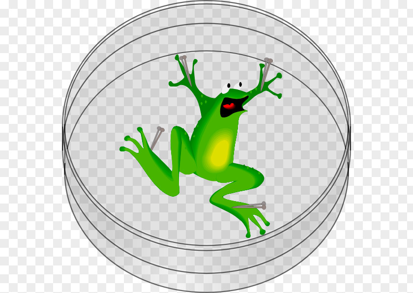 Frog The Tree Clip Art PNG