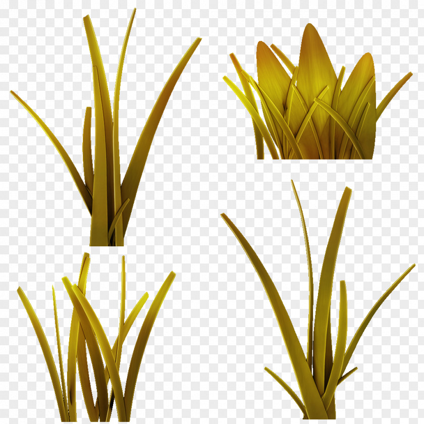 Leaf Grasses Plant Stem Flower Commodity PNG