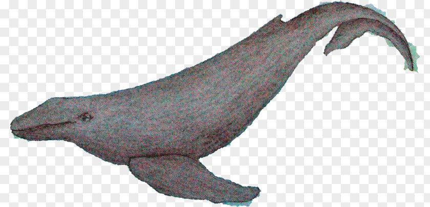 Tail Blue Whale Cartoon PNG