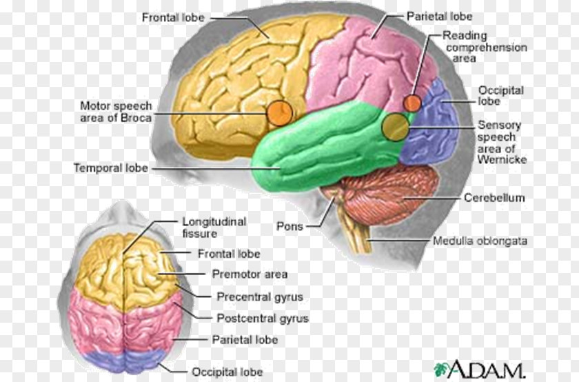 Brain Human Body Anatomy Central Nervous System PNG