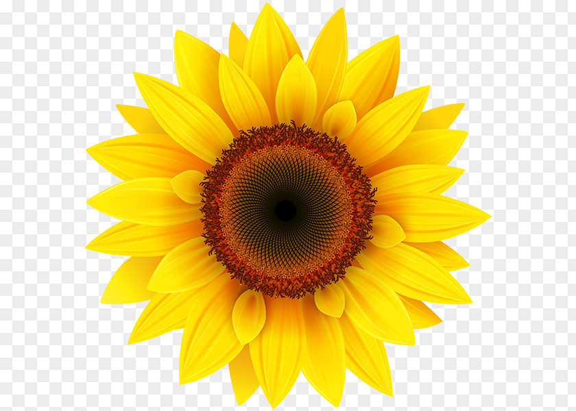 Common Sunflower Clip Art PNG