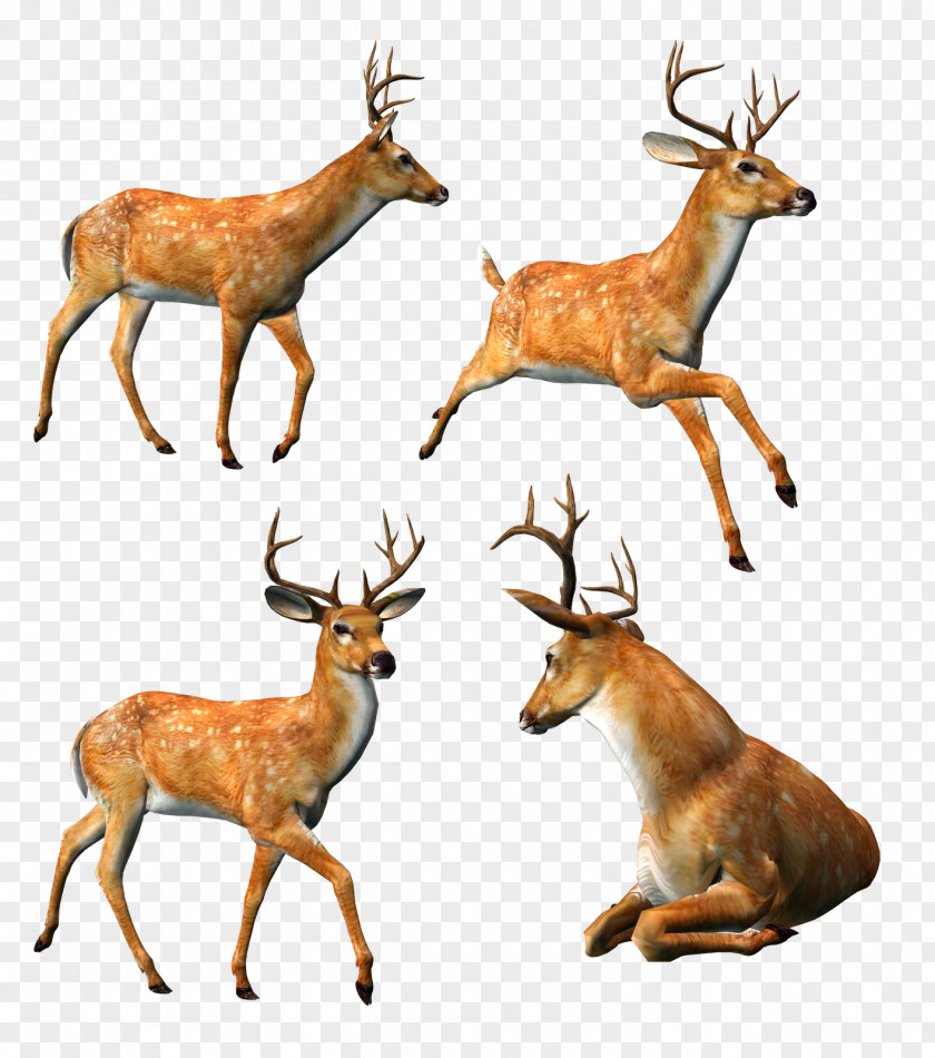 Deer Elk Reindeer Moose Stoat PNG