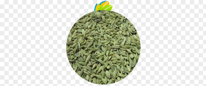 Fennel Indian Cuisine Cumin Seed Spice PNG