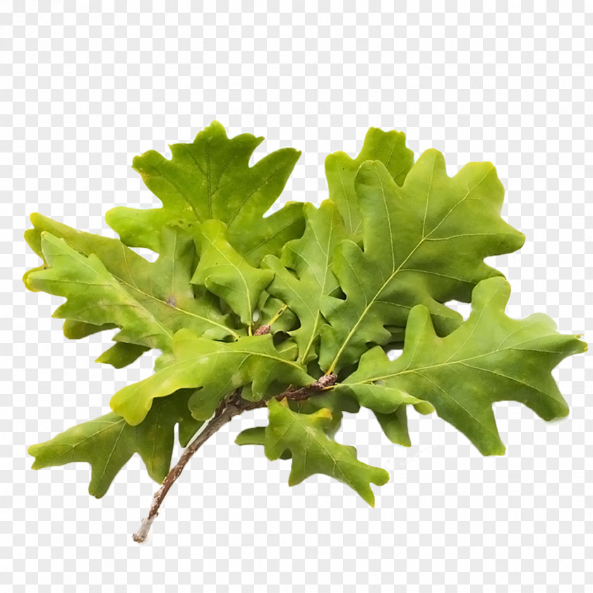 Green Leaves Download Clip Art PNG