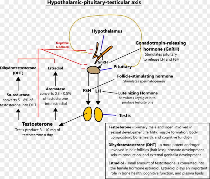 Health Testosterone Hypogonadism Aromatase Estrogen Androgen Replacement Therapy PNG