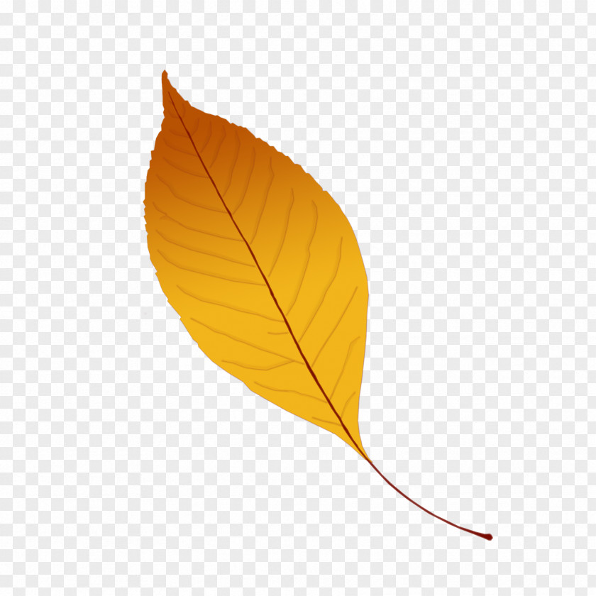 Leaves Clipart Leaf PNG
