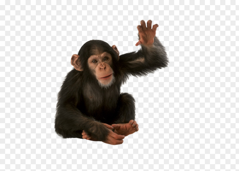 Monkey Orangutan Chimpanzee PNG