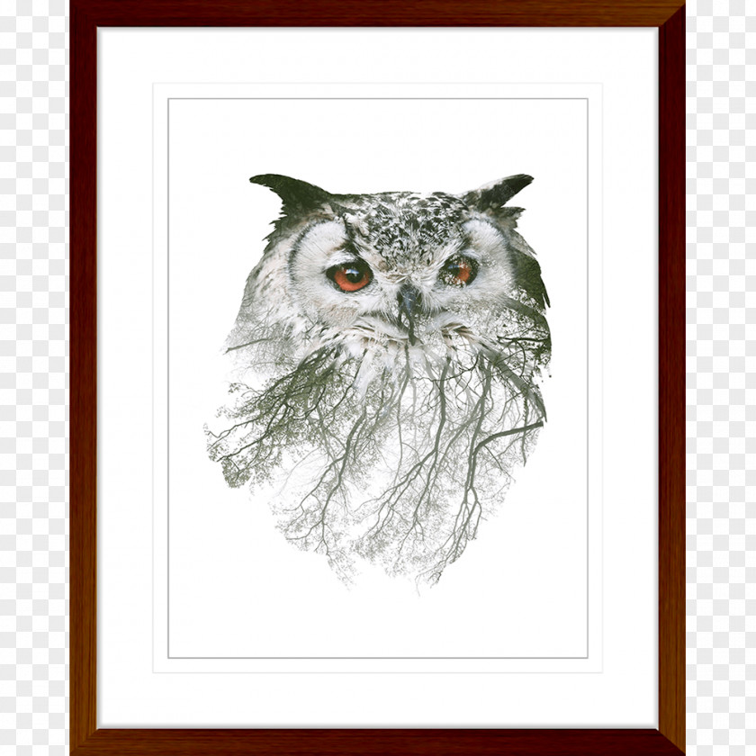 Owl Stock Photography Wall Decal PNG