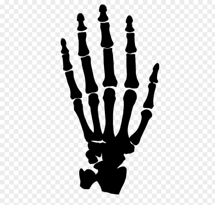 Skeleton Human Carpal Bones Hand Clip Art PNG
