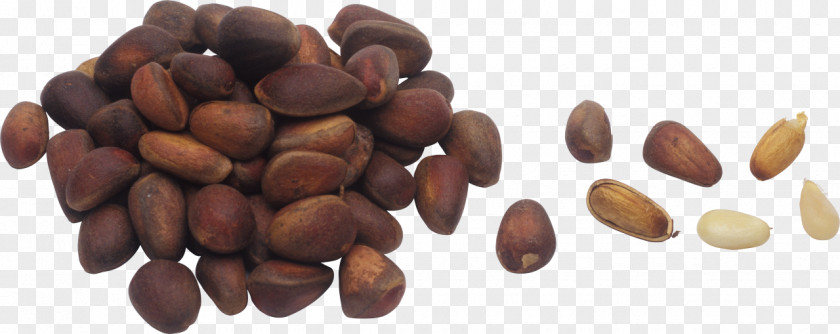 Walnut Pine Nut Nuts Hazelnut PNG