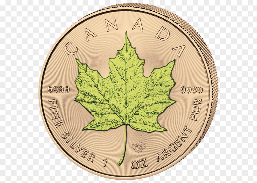 Canada Canadian Gold Maple Leaf Silver PNG