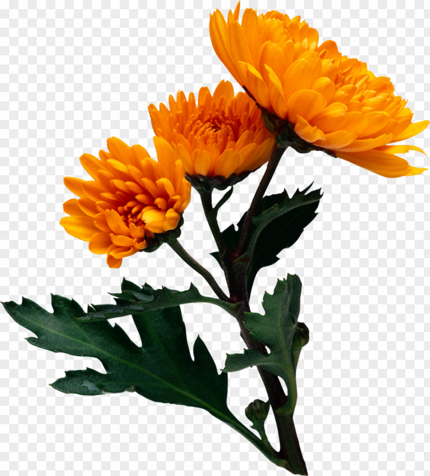 Chrysanthemum Flower Clip Art PNG