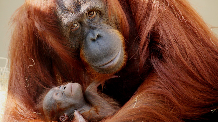 Orangutan Busch Gardens Tampa SeaWorld Orlando Primate Bornean PNG