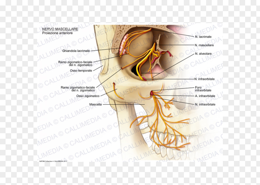 Pelvis Infraorbital Nerve Maxillary Zygomatic PNG