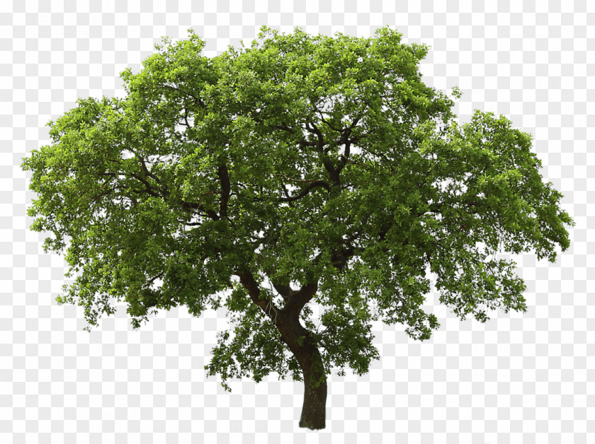 Tree Image Resolution Download Clip Art PNG
