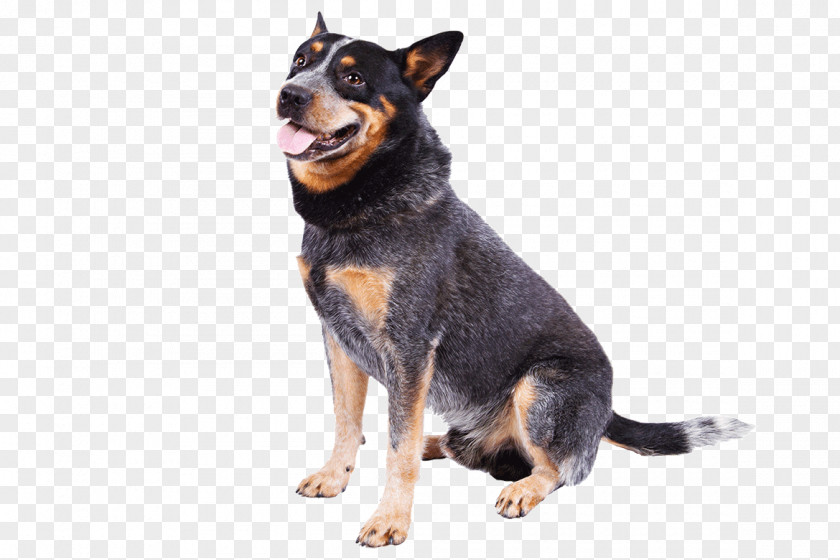 Australia Australian Cattle Dog Stumpy Tail Border Collie Breed PNG