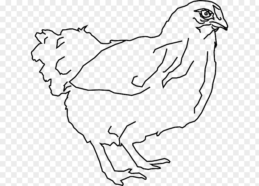 Chicken Bird Silkie Drawing Line Art As Food Clip PNG