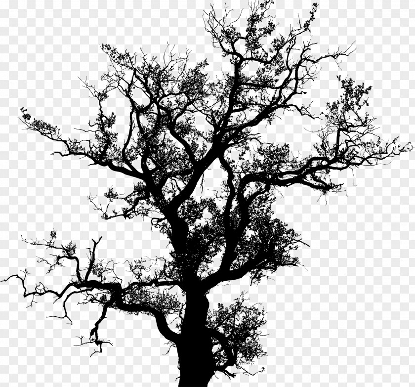 Green Silhouette Tree Drawing Oak PNG