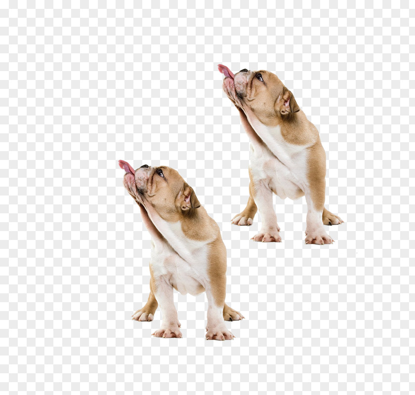 Pug Tongue Dachshund Australian Cattle Dog Maltese Pekapoo Puppy PNG