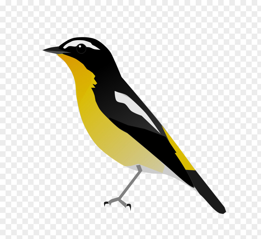 Bird Yellow-rumped Flycatcher Clip Art PNG