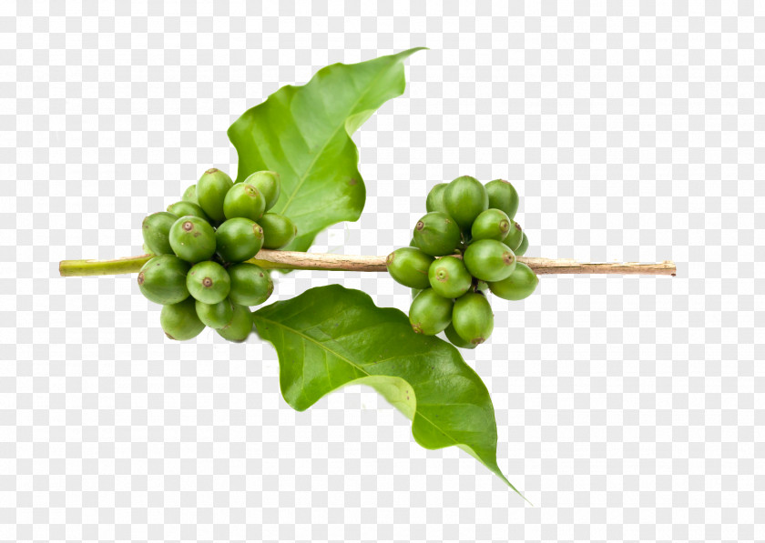Black Beans Green Coffee Extract Arabica Bean PNG