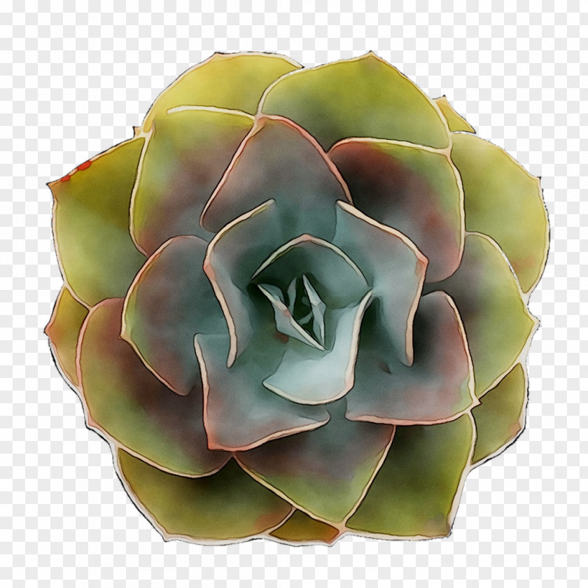 Cut Flowers PNG