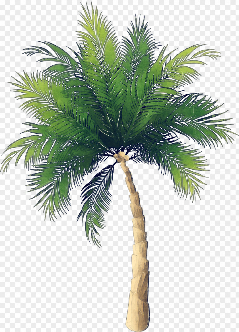 Elaeis Roystonea Palm Tree PNG