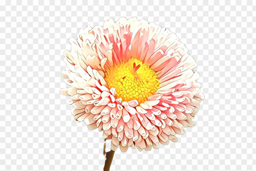 Flower Petal Plant Gerbera Yellow PNG