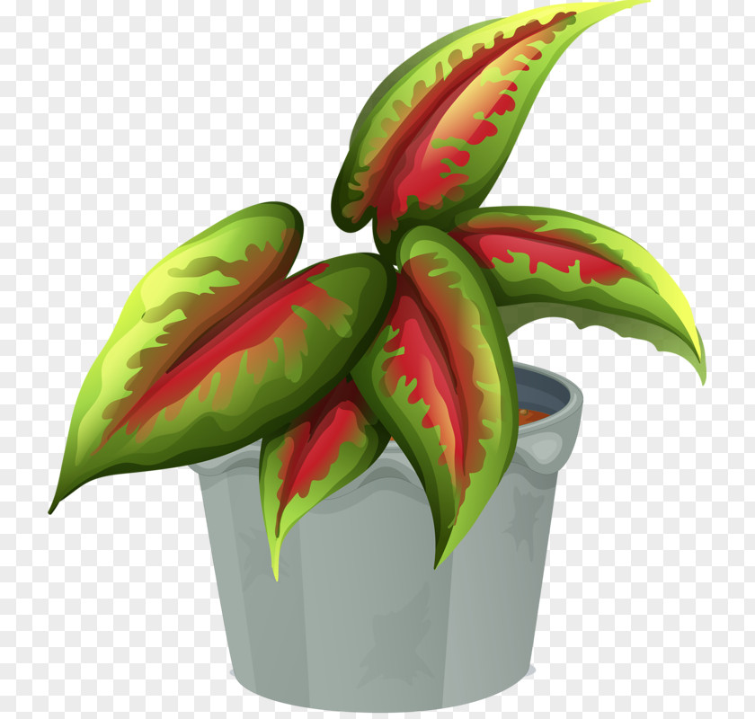 Leaf Ornamental Plant Flowerpot PNG