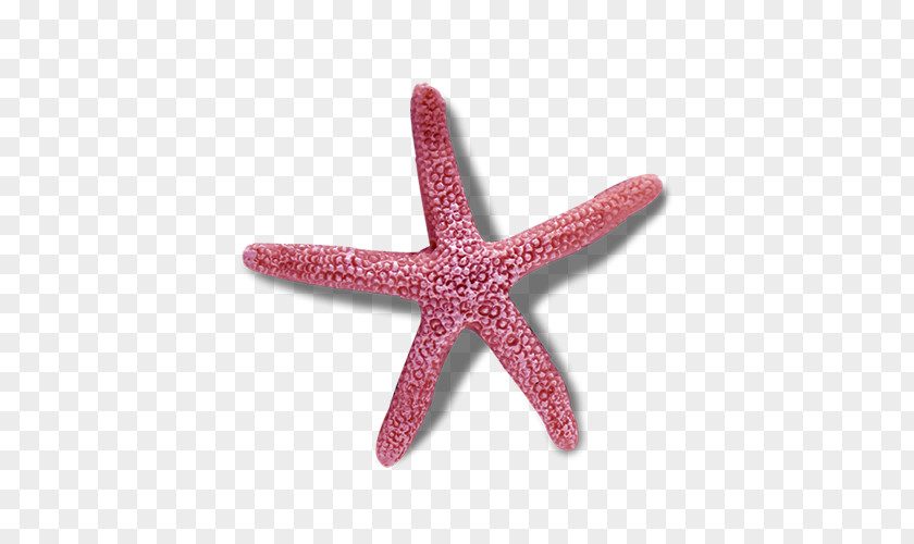 Purple Starfish Rotational Symmetry Worksheet Reflection PNG