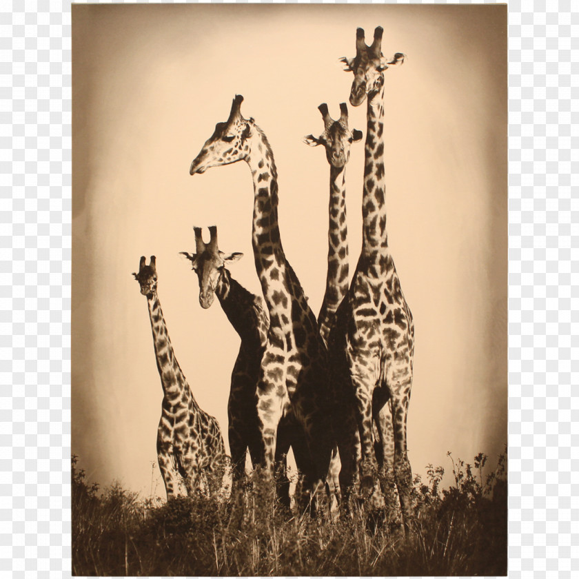 Watercolor Giraffe Northern Stock Photography Maasai Mara Royalty-free PNG