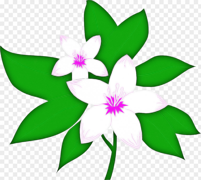 Wildflower Plant Green Leaf Background PNG