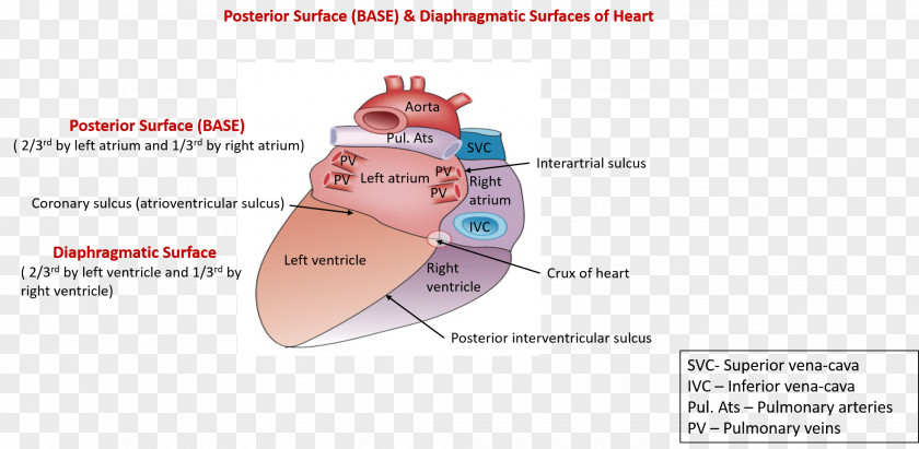 Anatomy Heart Ventricle Atrium Coronary Sulcus PNG