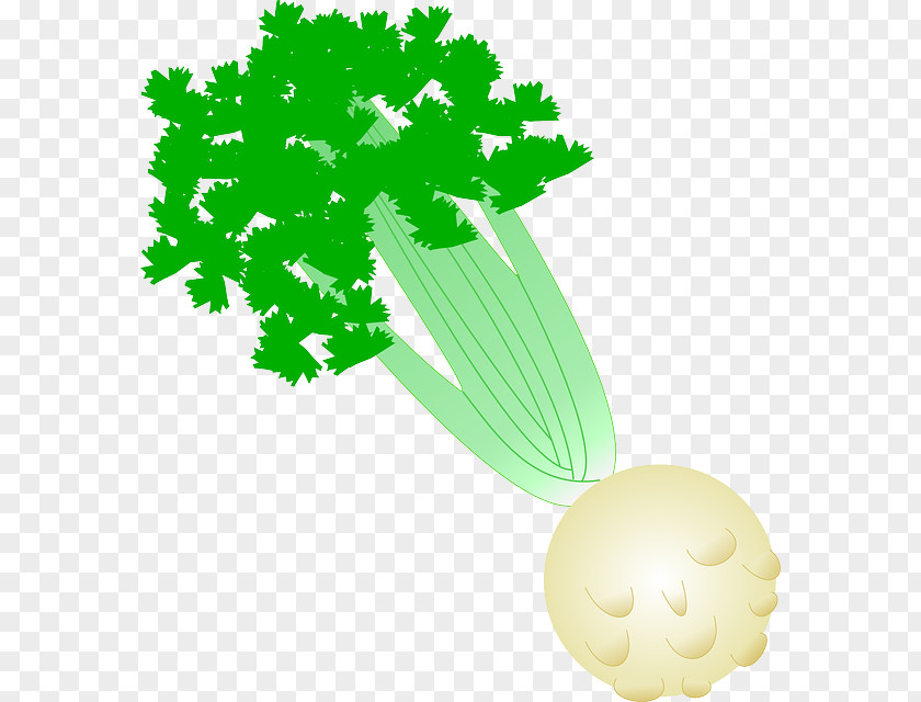 Shading Vegetables Celery Celeriac Clip Art PNG