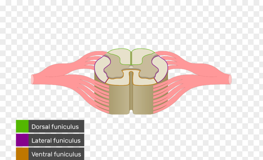 Spinal Cord White Matter Nerve Tract Anatomy Medulla Oblongata PNG