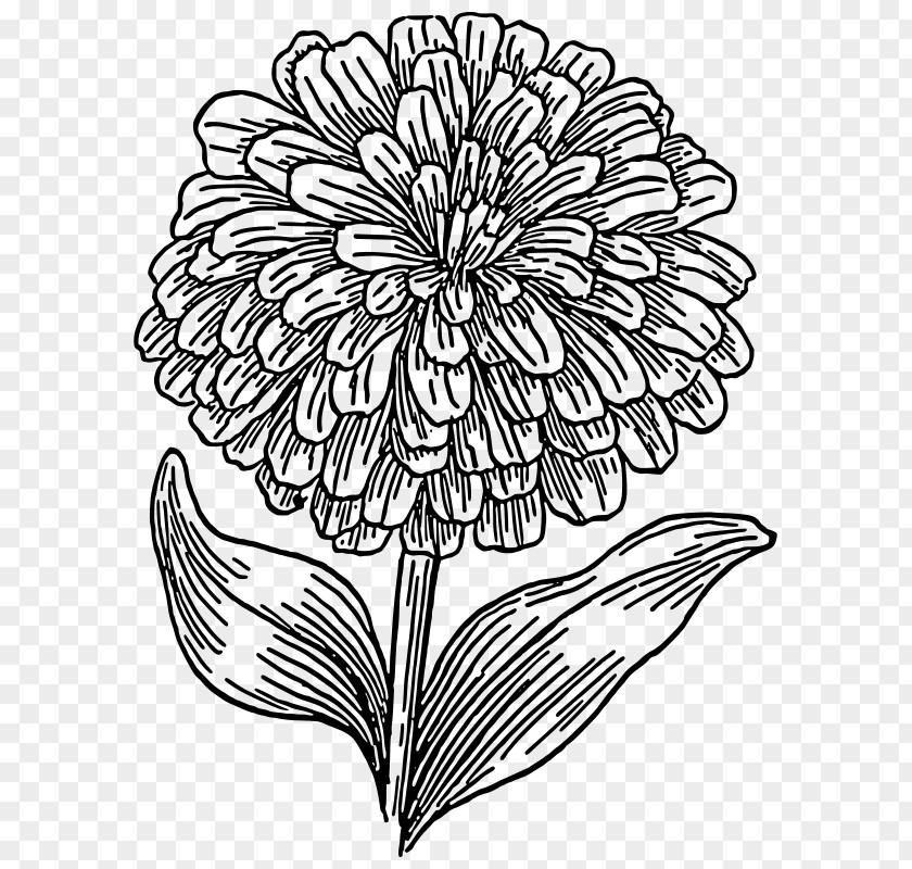 Zinnia Elegans Clip Art PNG