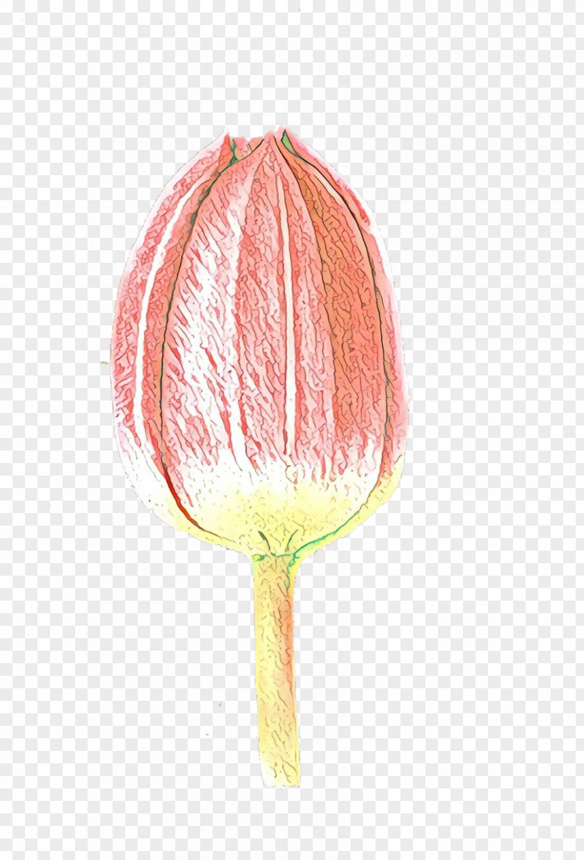 Anthurium Plant Stem Pink Flower Cartoon PNG