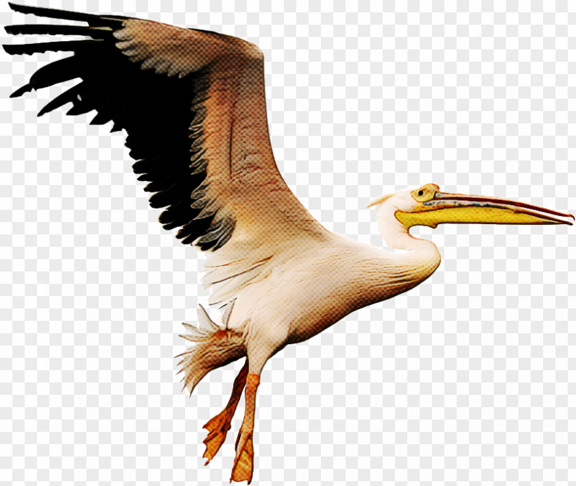Brown Pelican Wing Cartoon Bird PNG