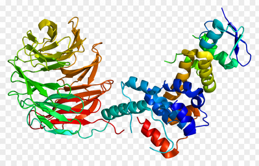 FBXW7 F-box Protein Parkin Ubiquitin Ligase PNG