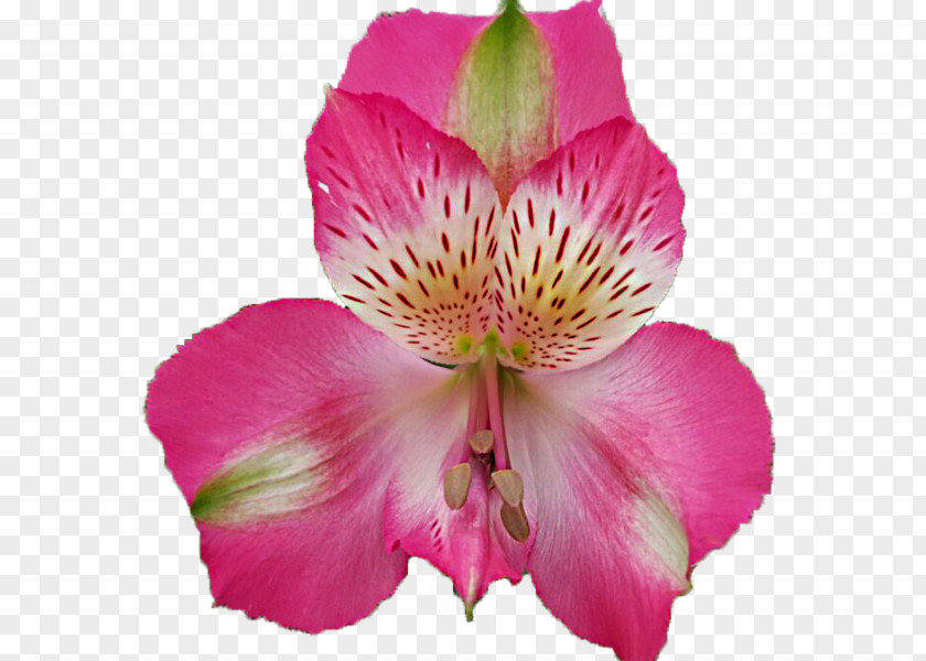 Flower Lily Of The Incas Rakita Flowers Cut Wholesale PNG