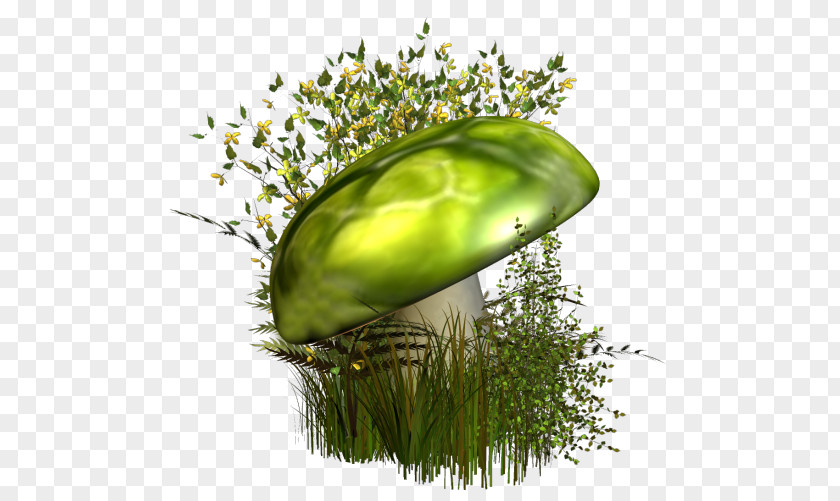 Mushroom Green PNG