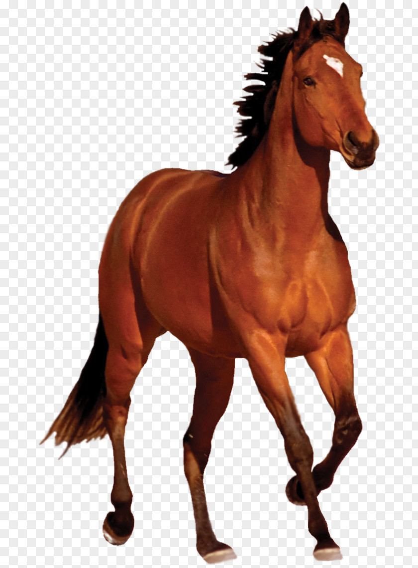 Mustang Arabian Horse Equestrian Clip Art PNG