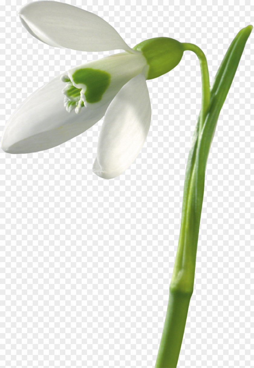 Snowdrop Flower Bouquet Buket-Spb Dostavka Tsvetov Plant Stem PNG