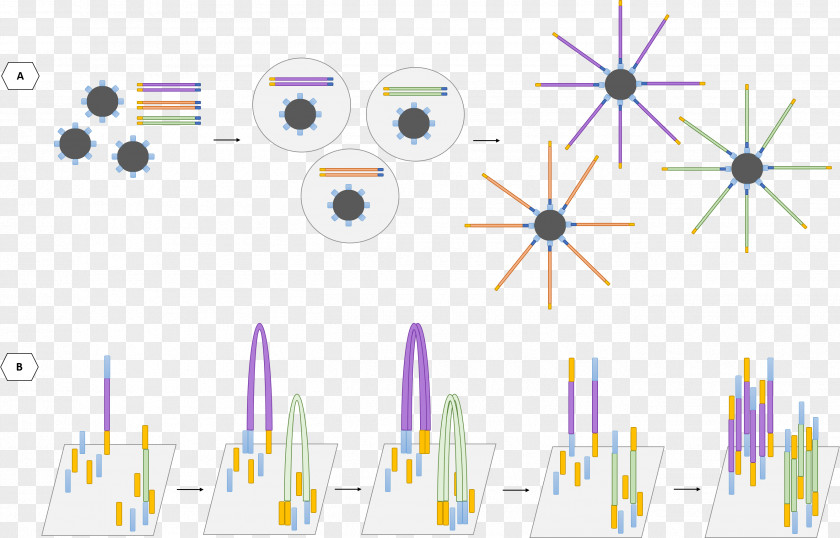 Technology DNA Sequencing Pyrosequencing Massive Parallel Sanger Illumina PNG