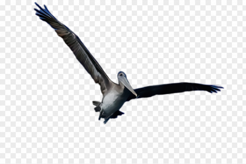 Wing Wildlife Bird Beak Seabird Osprey Vulture PNG