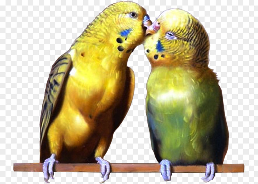 Agapornis Budgerigar Lovebird Parakeet True Parrot Pet PNG