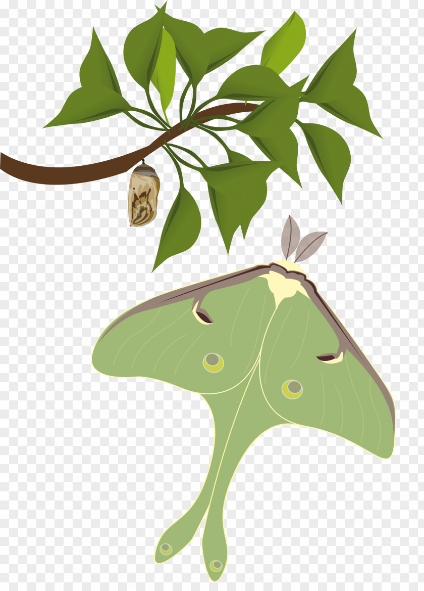 Butterfly Insect Clip Art Luna Moth PNG