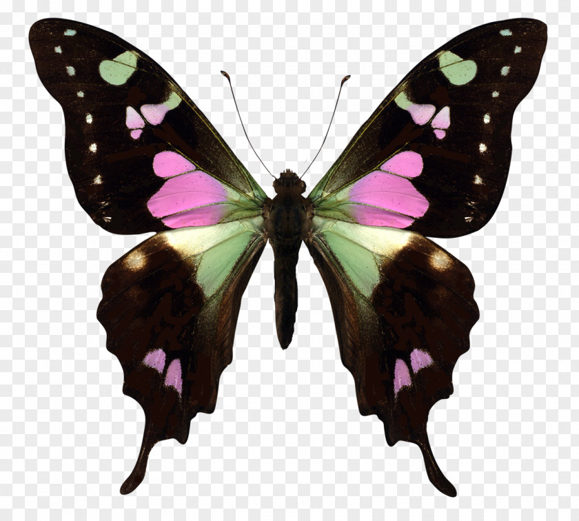 Butterfly Ulysses Insect Graphium Weiskei Earth PNG